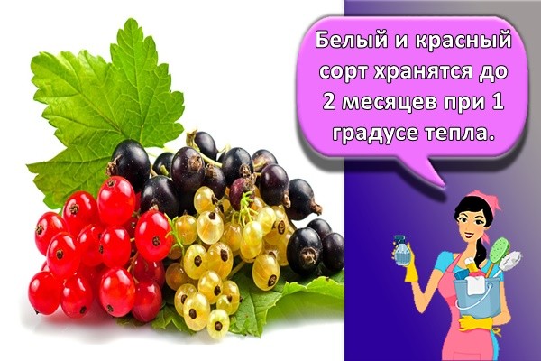 Белый и красный сорт хранятся до 2 месяцев при 1 градусе тепла.