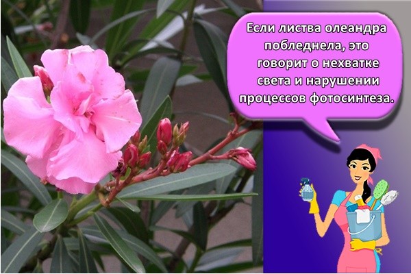 Если листва олеандра побледнела, это говорит о нехватке света и нарушении процессов фотосинтеза.