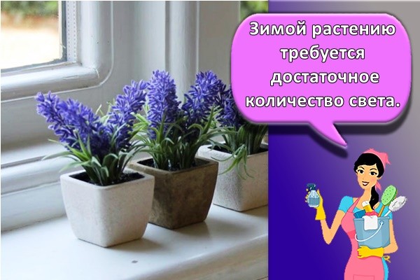 Зимой растению требуется достаточное количество света.