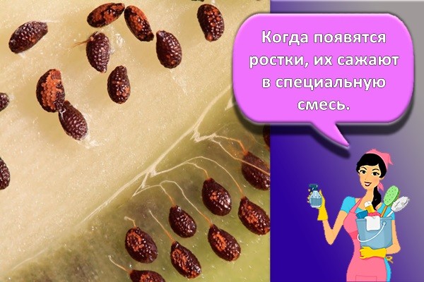 семена