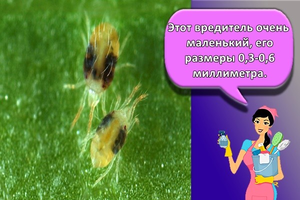 файлы сюда или