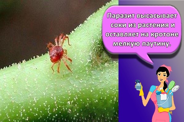ПАУТИННЫЙ КЛЕЩ
