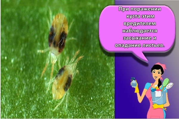 При поражении куста этим вредителем наблюдается засыхание и опадание листьев.