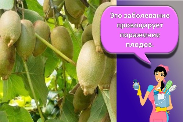 гниль на плодах