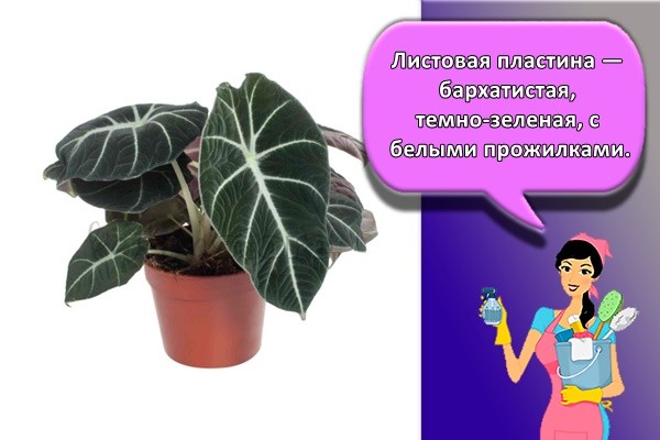 Листовая пластина — бархатистая, темно-зеленая, с белыми прожилками.