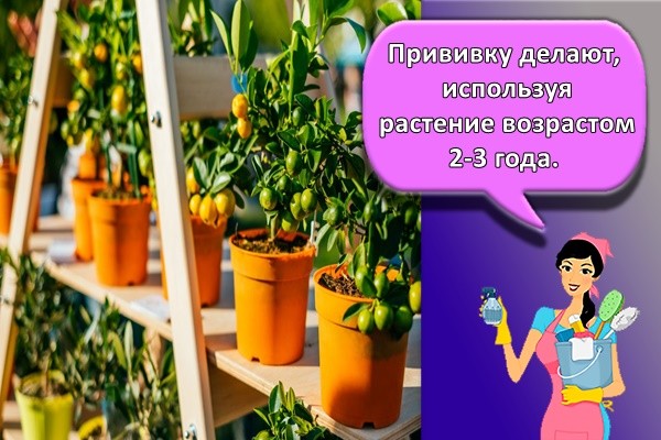 Прививку делают, используя растение возрастом 2-3 года.