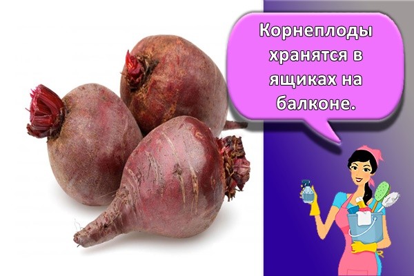 свежая свекла