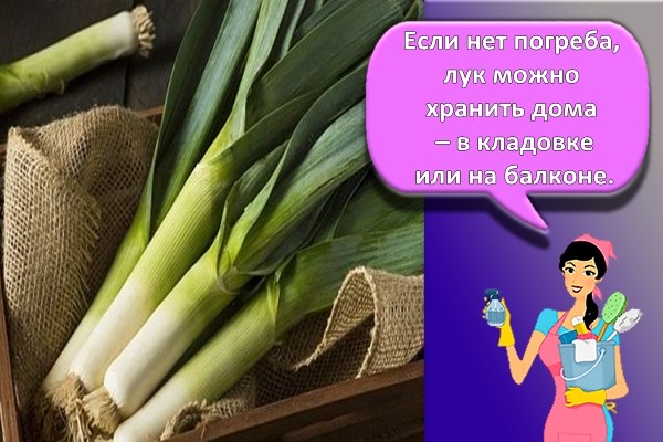 Лук порей в ящике