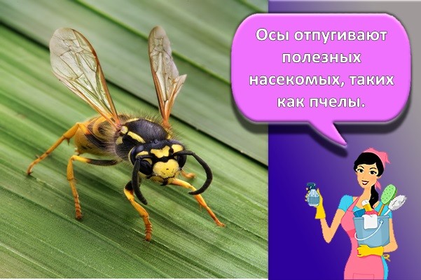 осы