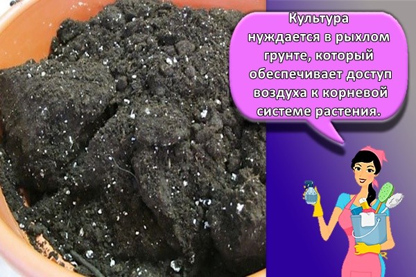 Культура нуждается в рыхлом грунте, который обеспечивает доступ воздуха к корневой системе растения.