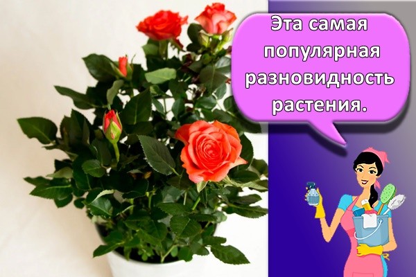 Эта самая популярная разновидность растения.