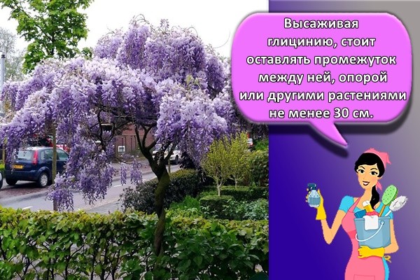Высаживая глицинию, стоит оставлять промежуток между ней, опорой или другими растениями не менее 30 см.