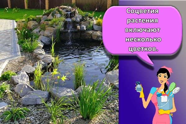 Соцветия растения включают несколько цветков.