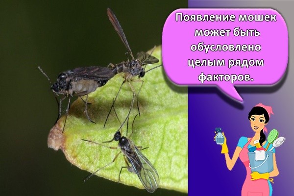 Появление мошек может быть обусловлено целым рядом факторов