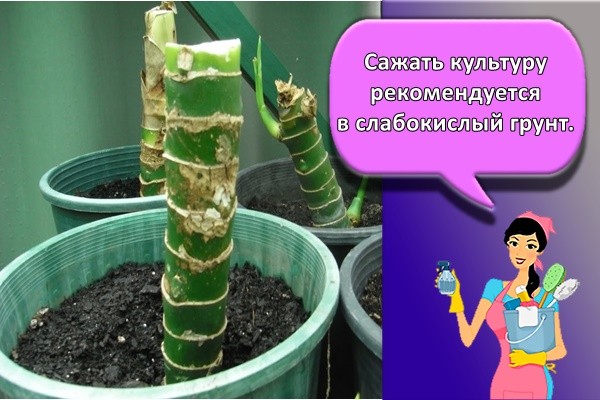 Сажать культуру рекомендуется в слабокислый грунт