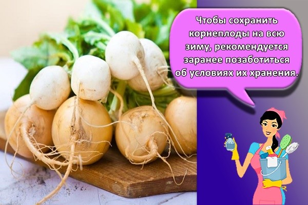 Чтобы сохранить корнеплоды на всю зиму, рекомендуется заранее позаботиться об условиях их хранения.