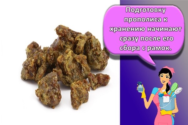 Подготовку прополиса к хранению начинают сразу после его сбора с рамок.