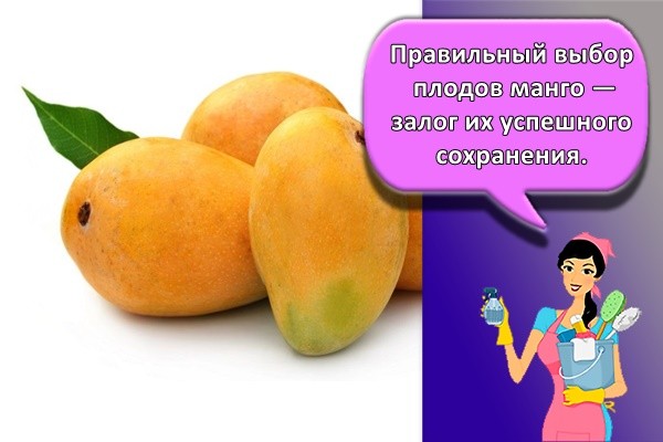 Правильный выбор плодов манго — залог их успешного сохранения.