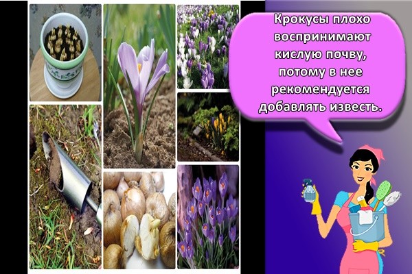 Крокусы плохо воспринимают кислую почву, потому в нее рекомендуется добавлять известь.