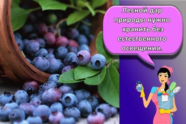 Лесной дар природы нужно хранить без естественного освещения.