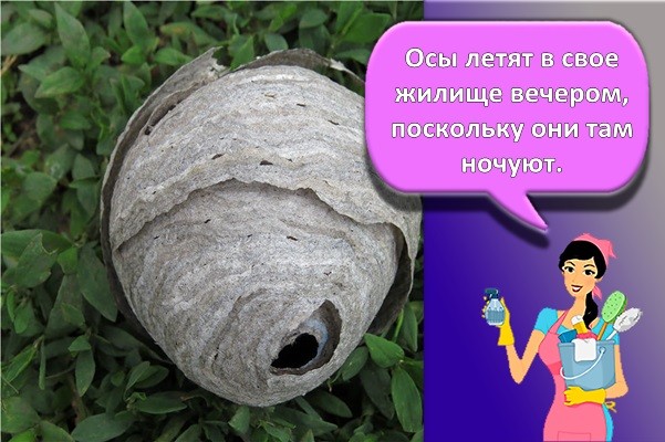 гнездо