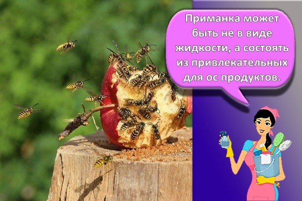 осы на яблоке