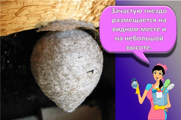 осиное гнездо
