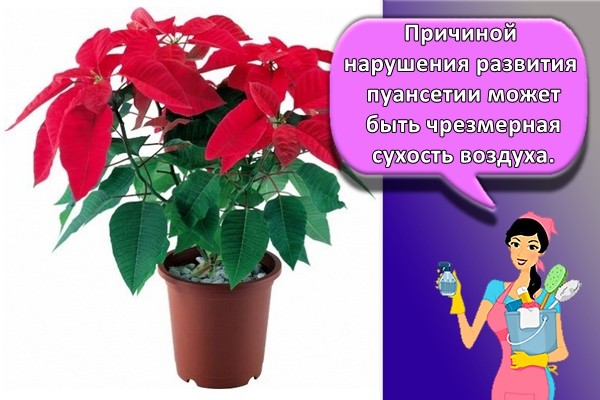 Причиной нарушения развития пуансетии может быть чрезмерная сухость воздуха.