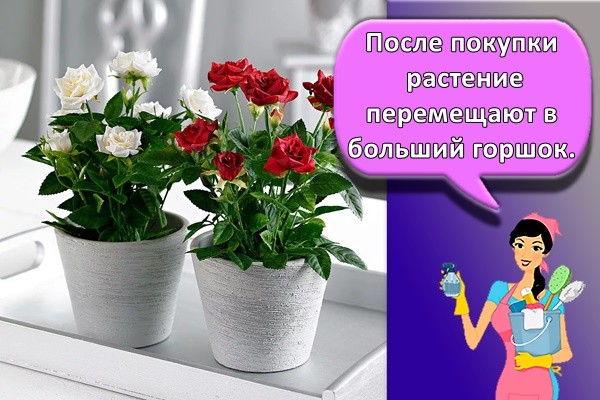 После покупки растение перемещают в больший горшок.