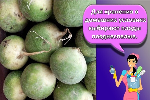 Для хранения в домашних условиях выбирают плоды позднеспелые.