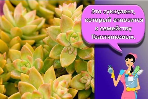 Это суккулент, который относится к семейству Толстянковых.