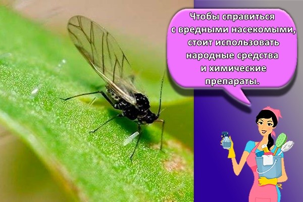 Чтобы справиться с вредными насекомыми, стоит использовать народные средства и химические препараты