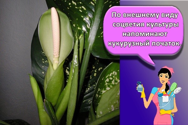 По внешнему виду соцветия культуры напоминают кукурузный початок.