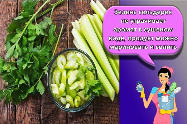Зелень сельдерея не утрачивает аромат в сушеном виде, продукт можно мариновать и солить.