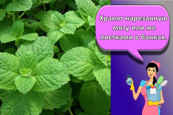 Хранят нарезанную мяту или же листками в банках.