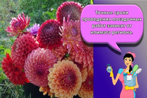 Точные сроки проведения посадочных работ зависят от климата региона.