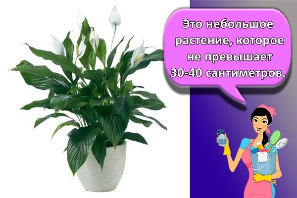 Это небольшое растение, которое не превышает 30-40 сантиметров.