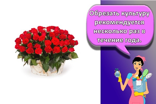 Обрезать культуру рекомендуется несколько раз в течение года