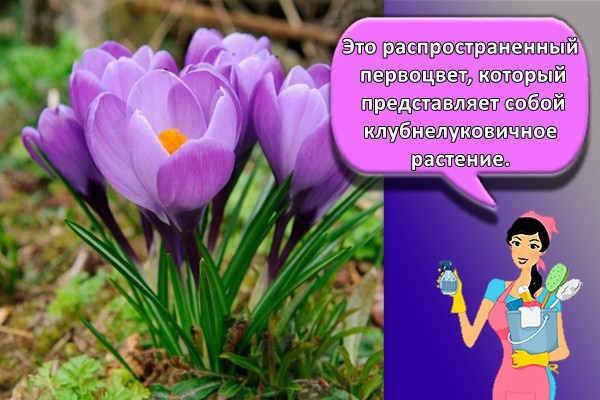 Это распространенный первоцвет, который представляет собой клубнелуковичное растение.