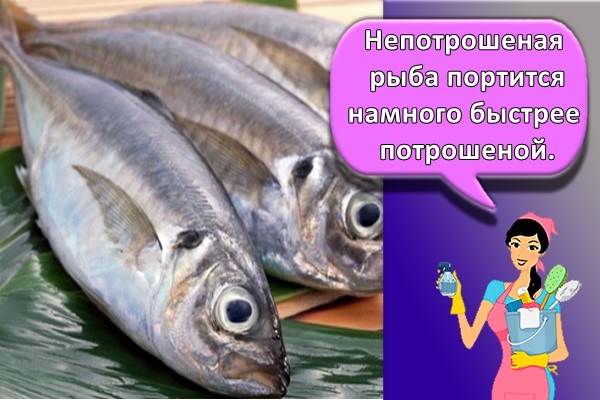 Непотрошеная рыба портится намного быстрее потрошеной.