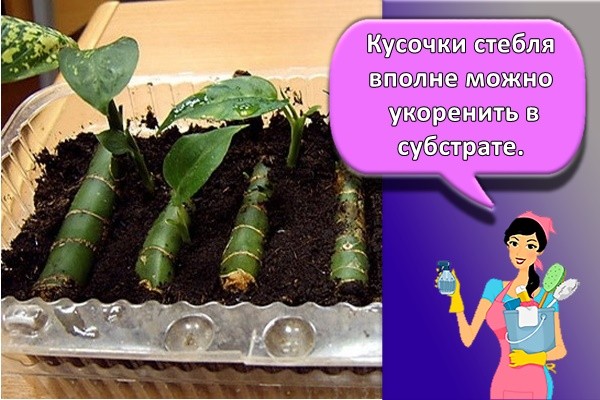 Кусочки стебля вполне можно укоренить в субстрате.