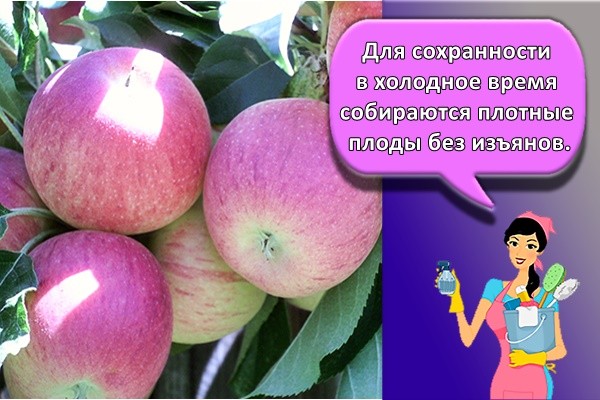 Для сохранности в холодное время собираются плотные плоды без изъянов.