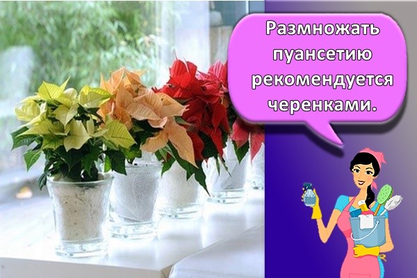 Размножать пуансетию рекомендуется черенками.
