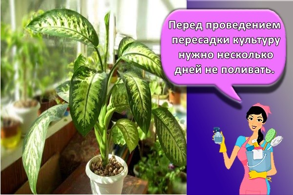 Перед проведением пересадки культуру нужно несколько дней не поливать.
