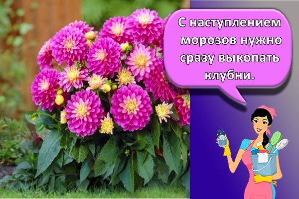 С наступлением морозов нужно сразу выкопать клубни.
