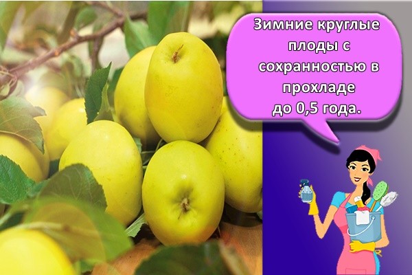 Зимние круглые плоды с сохранностью в прохладе до 0,5 года.