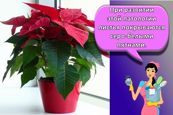 При развитии этой патологии листья покрываются серо-белыми пятнами.