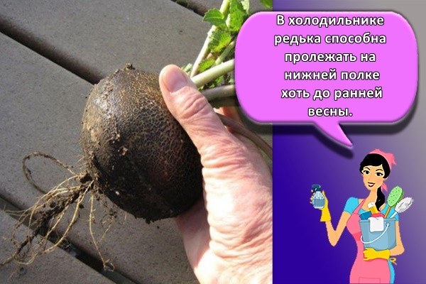 В холодильнике редька способна пролежать на нижней полке хоть до ранней весны.