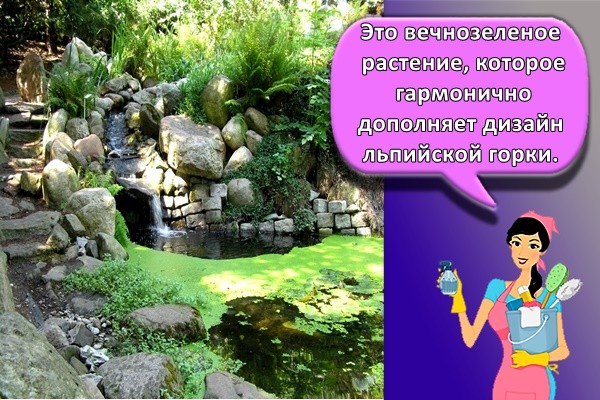 Это вечнозеленое растение, которое гармонично дополняет дизайн альпийской горки.