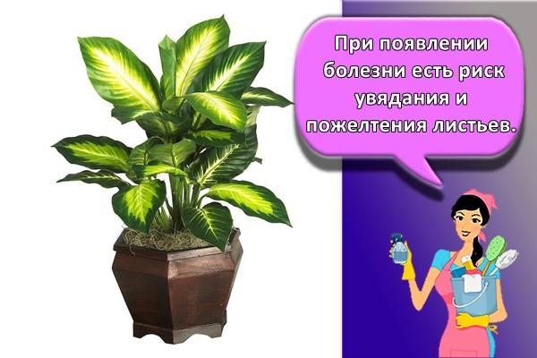 При появлении болезни есть риск увядания и пожелтения листьев.